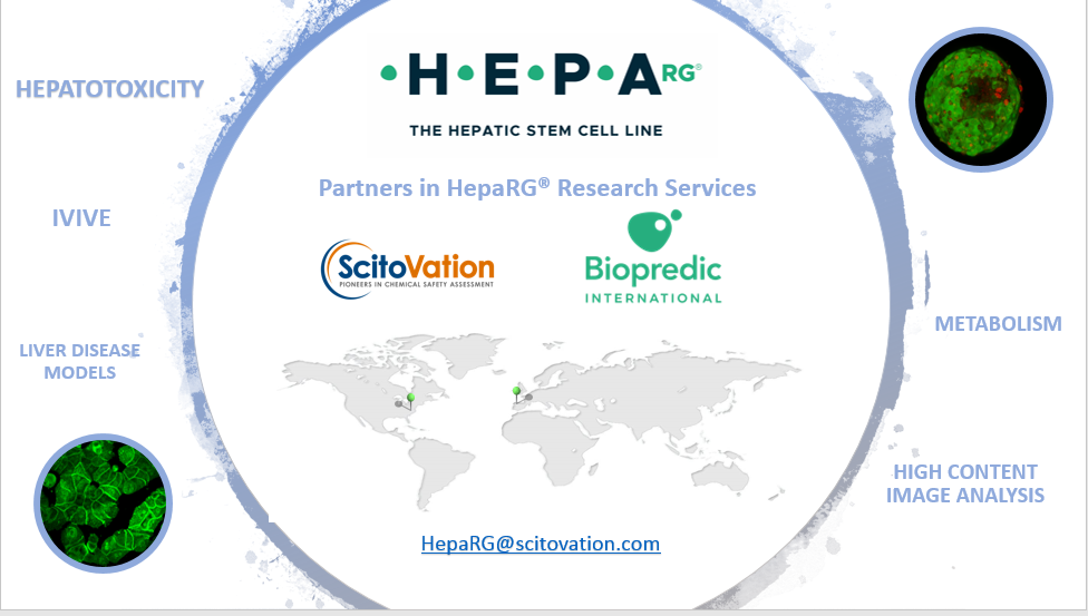 Featured image for “ScitoVation and BioPredic International Announce Partnership for HepaRG® Contract Service & Research in the Americas”