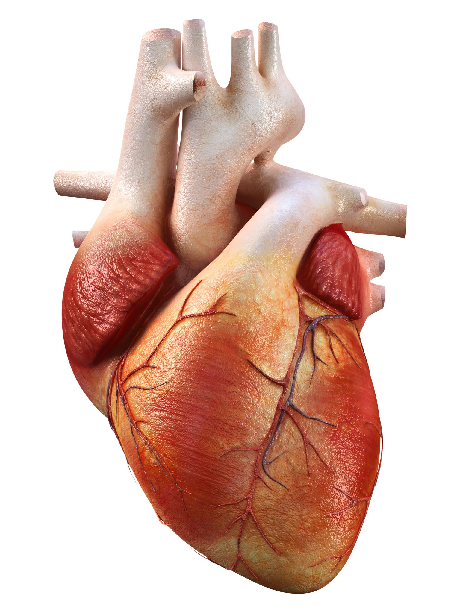 Cardiac Toxicity Evaluation with a Human Tissue-Engineered Model ...