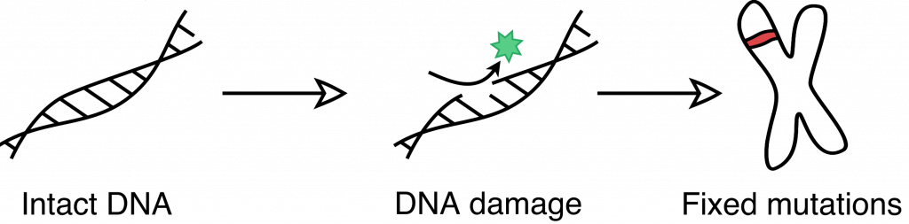 Damaged DNA