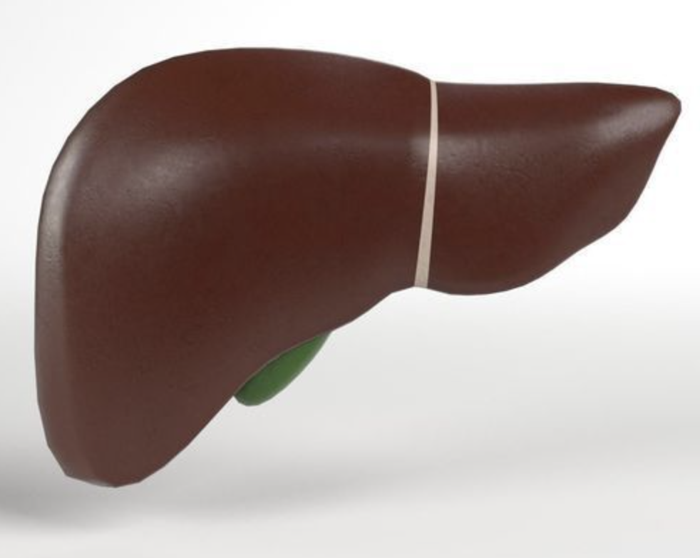 representing 3D liver models