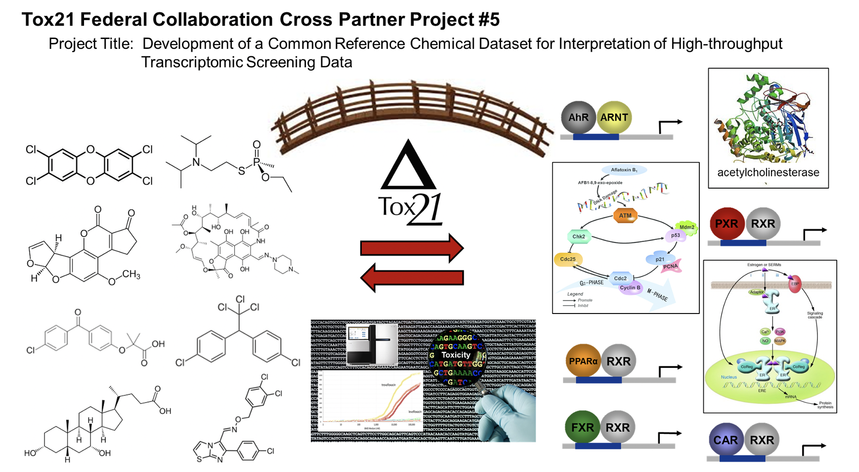 Featured image for “A Collaboration of PFAS with PHH Spheroids and Transcriptomics”3739:full