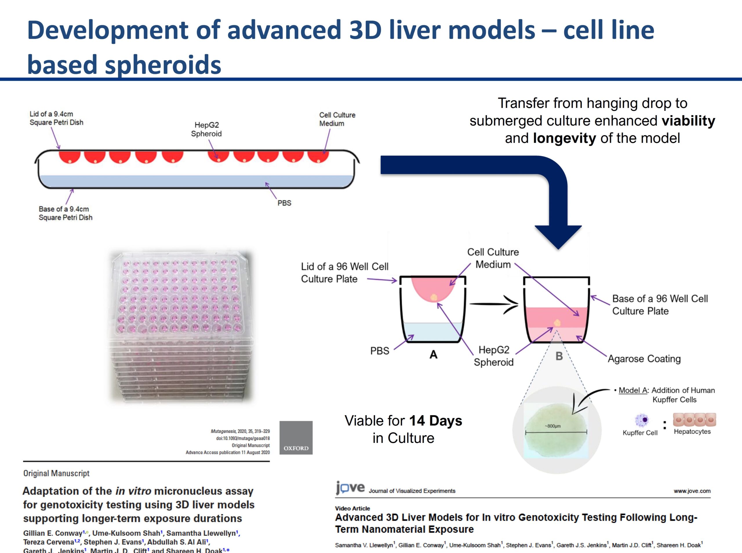 Featured image for “3D cell culture models & their role in enhancing genotoxicity testing approaches for nano- and advanced-materials”