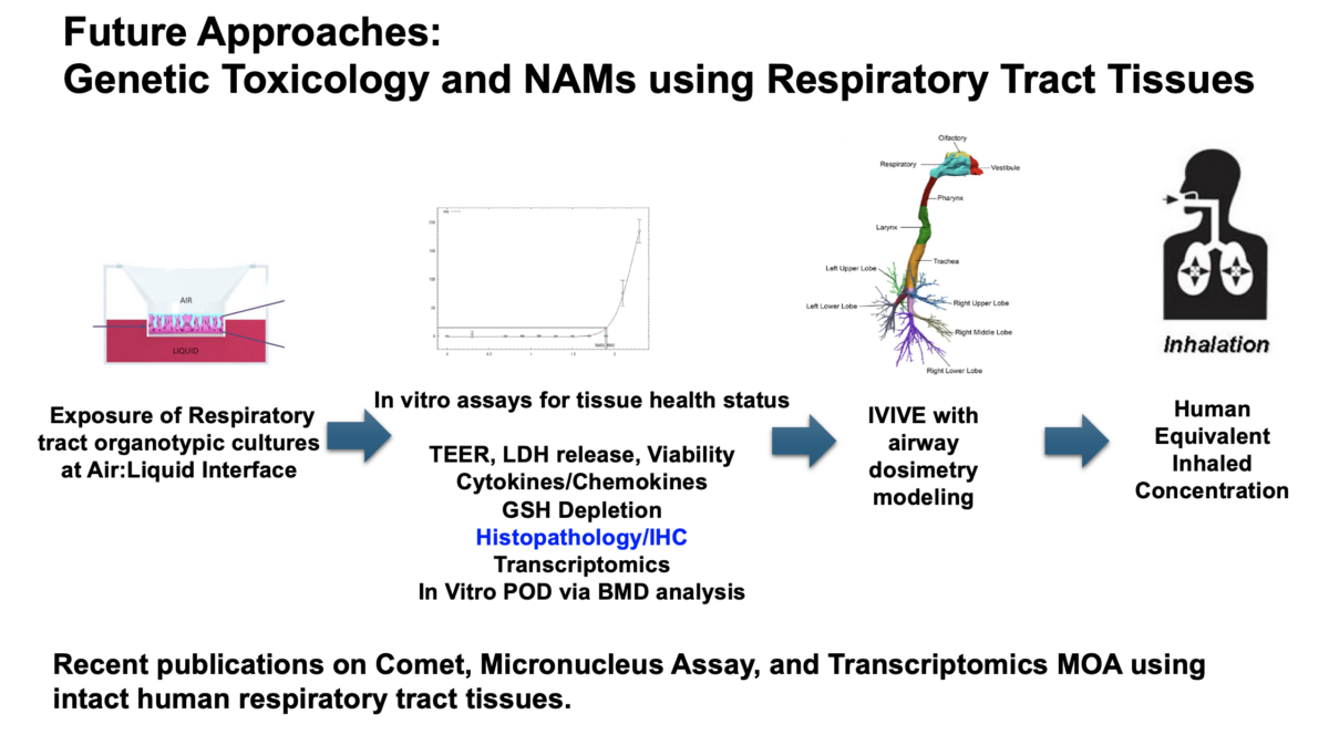 Genetic Toxicolgoy and NAMs using Respiratory Tract Tissues